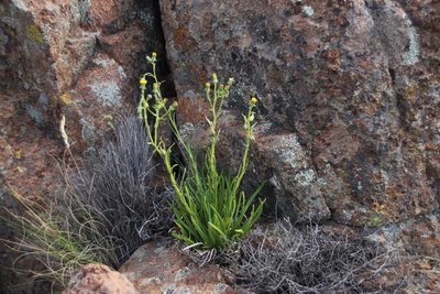 Senecio asperulus, photographed by Tony Rebelo