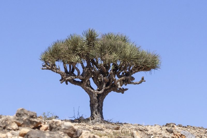Dracaena serrulata, photographed by dhfischer