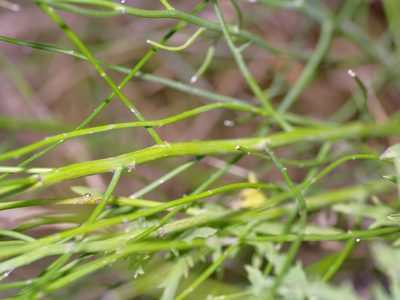 Chloracantha spinosa, photographed by Michelle W. （鍾偉瑋）