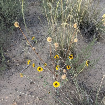 Helianthus petiolaris, photographed by Dominic Gentilcore