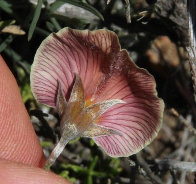 Lotononis gracilifolia, photographed by Tony Rebelo