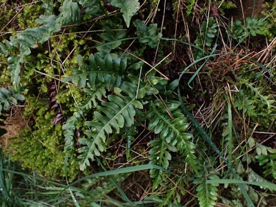 Polypodium hesperium, photographed by Randal