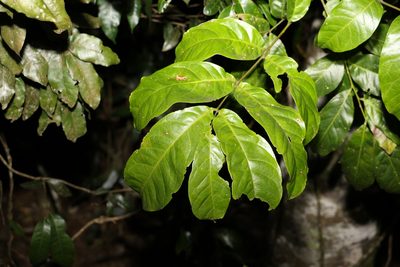 Harpullia pendula, photographed by Greg Tasney