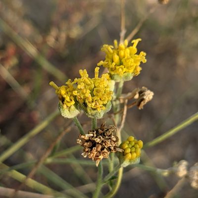 Hymenopappus filifolius, photographed by Dominic Gentilcore
