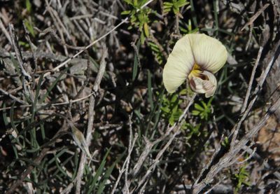 Lotononis gracilifolia, photographed by Tony Rebelo