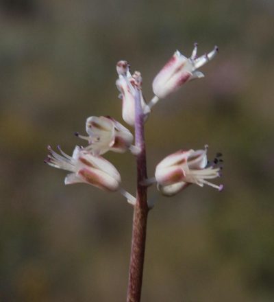 Lachenalia juncifolia, photographed by Tony Rebelo