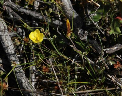Geissorhiza ornithogaloides, photographed by Tony Rebelo