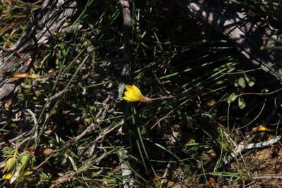 Geissorhiza ornithogaloides, photographed by Tony Rebelo