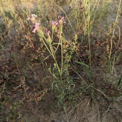 Palafoxia sphacelata, photographed by Dominic Gentilcore