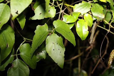 Nothoalsomitra suberosa, photographed by Greg Tasney
