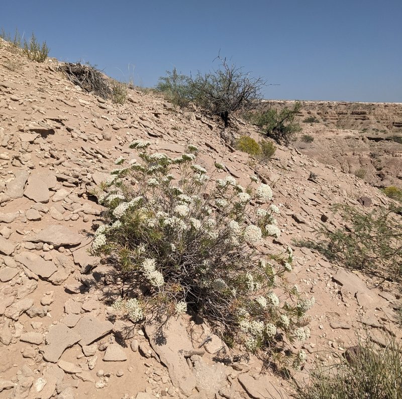 Eriogonum leptophyllum, photographed by Dominic Gentilcore