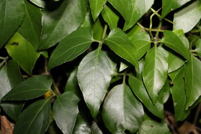 Nothoalsomitra suberosa, photographed by Greg Tasney