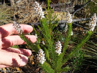 Spatalla mollis, photographed by Chris Vynbos