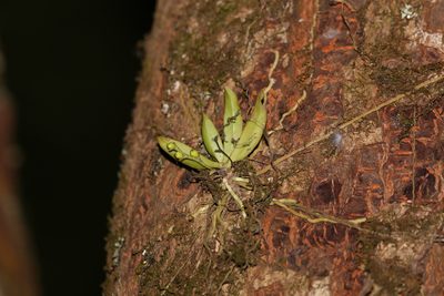 Sarcochilus falcatus, photographed by Greg Tasney
