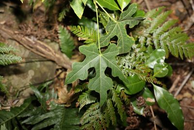Brachychiton discolor, photographed by Greg Tasney