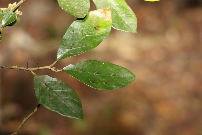 Solanum corifolium, photographed by Greg Tasney