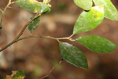 Solanum corifolium, photographed by Greg Tasney