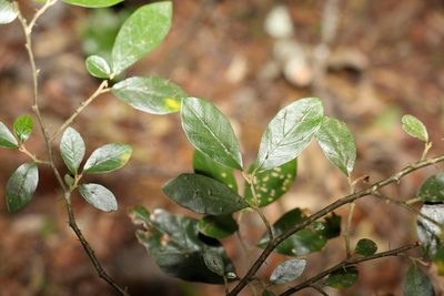Solanum corifolium, photographed by Greg Tasney