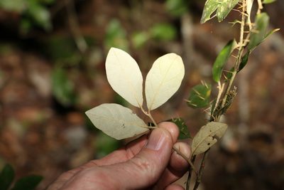 Solanum corifolium, photographed by Greg Tasney