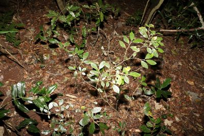 Solanum corifolium, photographed by Greg Tasney