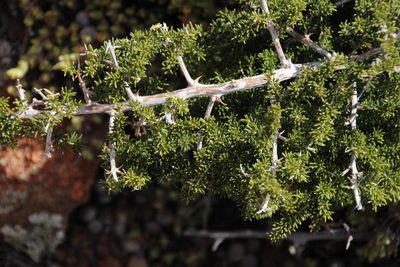 Asparagus microraphis, photographed by Tony Rebelo