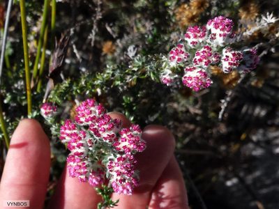Metalasia cephalotes, photographed by Chris Vynbos