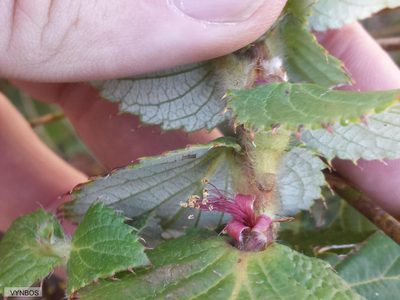 Cliffortia hirsuta, photographed by Chris Vynbos