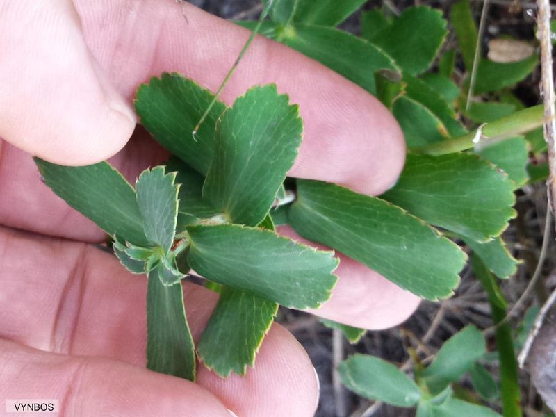 Cliffortia ovalis, photographed by Chris Vynbos