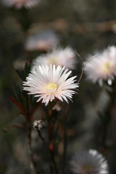 Lampranthus immelmaniae, photographed by Jacques van der Merwe