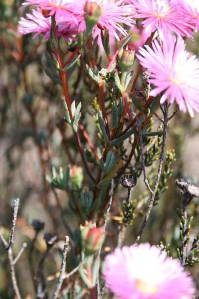 Lampranthus immelmaniae, photographed by Jacques van der Merwe