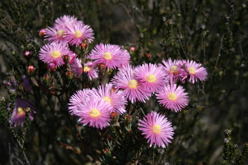 Lampranthus immelmaniae, photographed by Jacques van der Merwe
