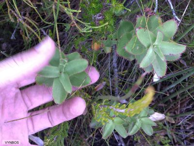 Cliffortia ovalis, photographed by Chris Vynbos