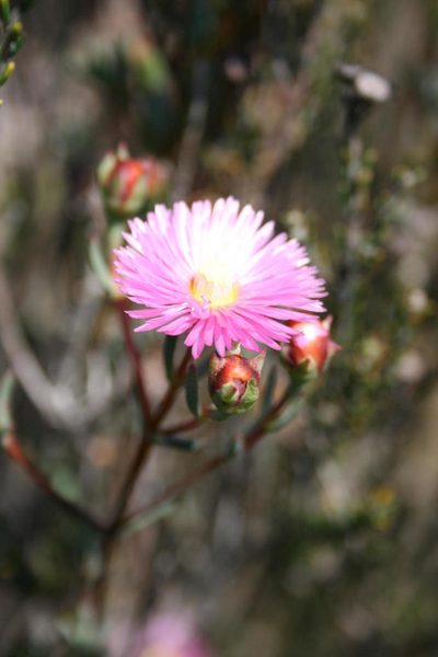 Lampranthus immelmaniae, photographed by Jacques van der Merwe