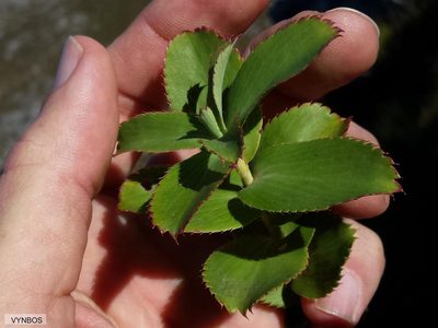 Cliffortia ovalis, photographed by Chris Vynbos