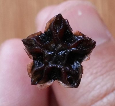 Lampranthus immelmaniae, photographed by Jacques van der Merwe