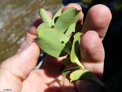 Cliffortia ovalis, photographed by Chris Vynbos