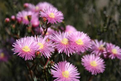 Lampranthus immelmaniae, photographed by Jacques van der Merwe