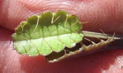 Alepidea delicatula, photographed by Nicola van Berkel