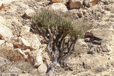 Dracaena serrulata, photographed by dhfischer