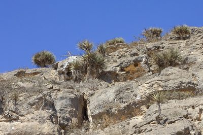 Dracaena serrulata, photographed by dhfischer
