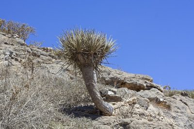 Dracaena serrulata, photographed by dhfischer