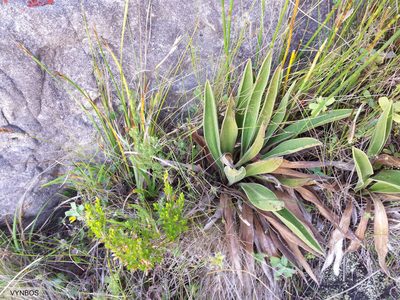 Corymbium congestum, photographed by Chris Vynbos