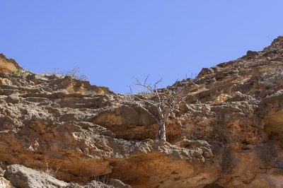 Boswellia sacra, photographed by dhfischer