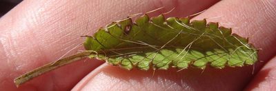 Alepidea delicatula, photographed by Nicola van Berkel