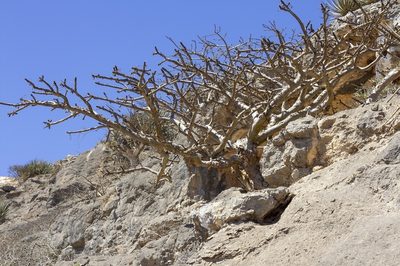 Boswellia sacra, photographed by dhfischer