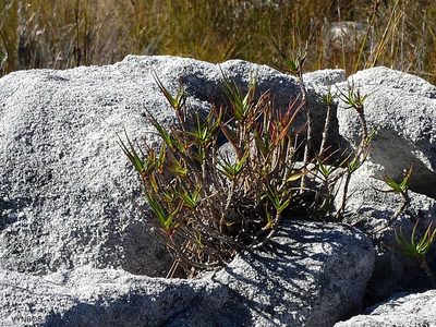 Pseudopentameris obtusifolia, photographed by Chris Vynbos
