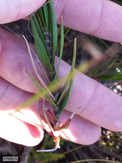 Pseudopentameris obtusifolia, photographed by Chris Vynbos
