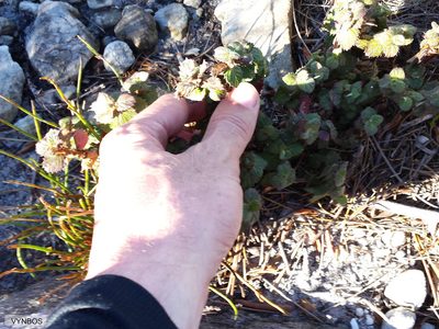 Cliffortia hirsuta, photographed by Chris Vynbos