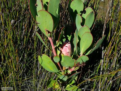 Protea stokoei, photographed by Chris Vynbos