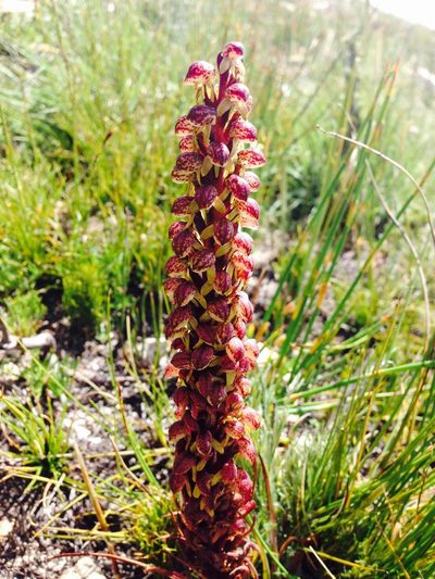 Disa neglecta, photographed by Dave U